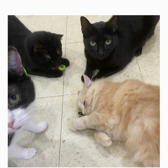 HAND CRAFTED Crochet Organic Catnip Toy Variety Set Interactive Yarn Cat Toys - Picture 7 of 8